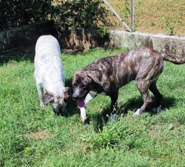 ZENO SOCIEVOLE E COCCOLONE CANE IN ADOZIONE - Foto 10