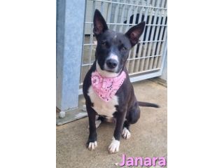 JANARA