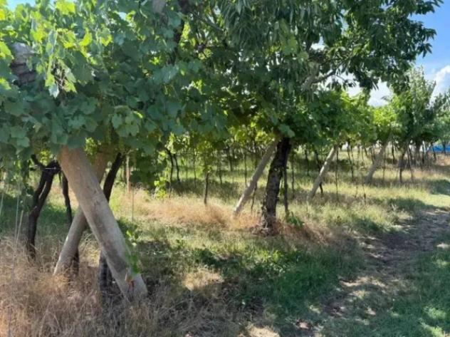 Immobile in asta di 6284 m² in vendita a San Giovanni Ilarione - Foto 5