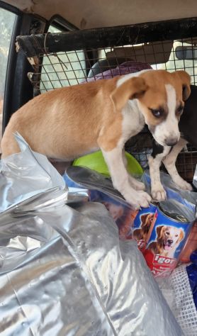 Pitbull Red Nose 2/3anni SALVATA CON 3CUCCIOLE 3MESI.COSENZA - Foto 3