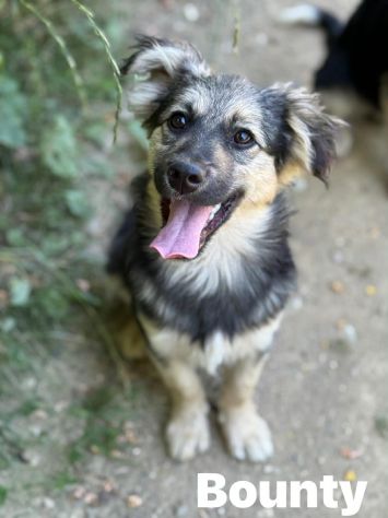 3 cuccioli di TAGLIA PICCOLA incredibilmente dolci! - Foto 5