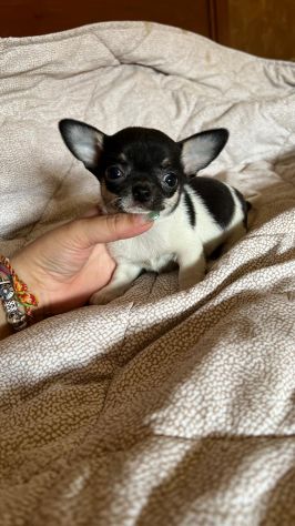 chihuahua toy - Foto 4