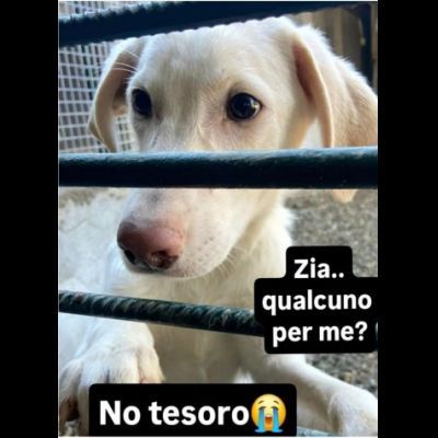 SAMUEL DELICATO E DOLCISSIMO CUCCIOLO IN ADOZIONE