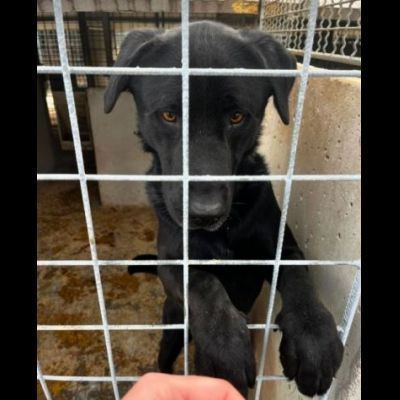 SIRIUS FANTASTICO MIX LABRADOR CANE IN ADOZIONE - Foto 5