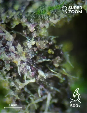 Purple Queen - Foto 4