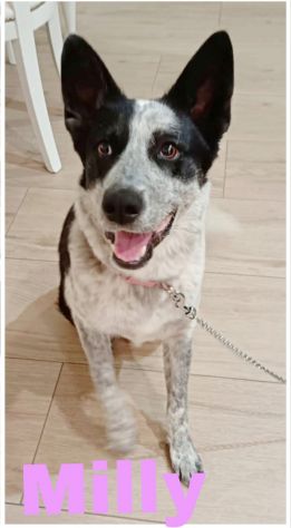 MILLY una bella cagnolina mix husky in adozione è ancora qui e cerca casa - Foto 2