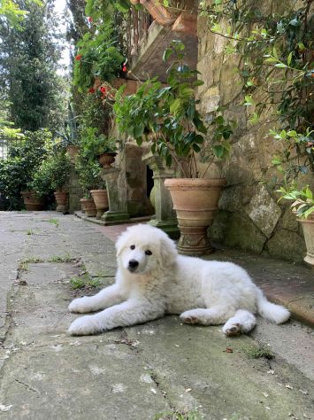Cuccioli Pastore Maremmano Abruzzese - Foto 4