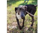 Nora