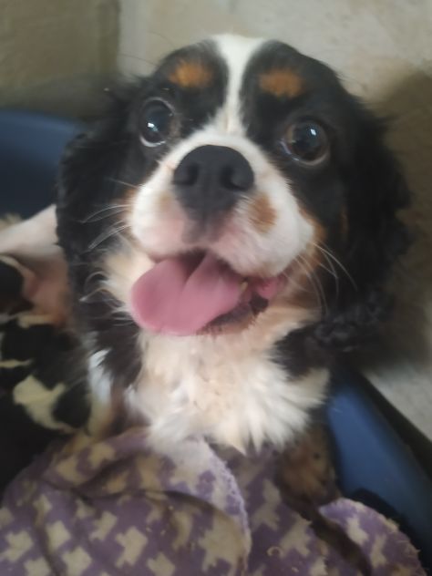 Cavalier king Charles Spaniel cucciole - Foto 5