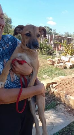 GIGIA E BEAU, 3 MESI (01/07/26), TAGLIA MEDIA, TROVATI IN CAMPAGNA, CERCANO CASA - Foto 2