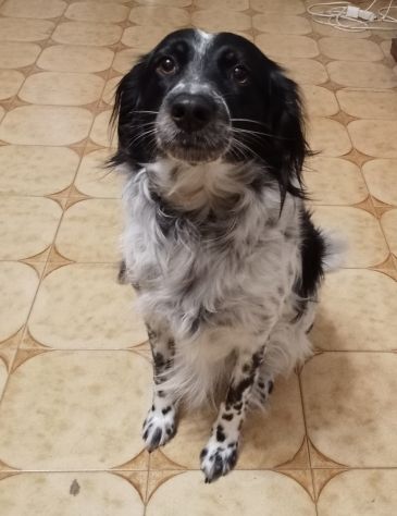 Betty simil Setter 2anni salita mesi fa FERRARA - Foto 3