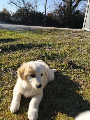 Splendidi cuccioli cercano casa - Foto 3