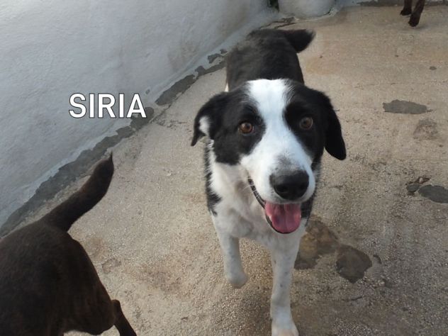 Siria bella e gentile
