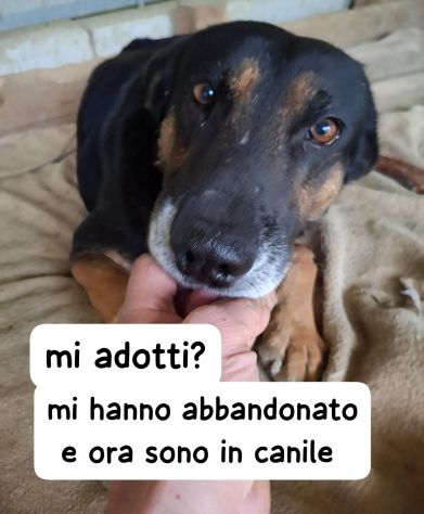 KEN PASTORINO 7 ANNI CIRCA IN CANILE