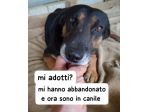 KEN PASTORINO 7 ANNI CIRCA IN CANILE