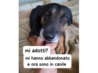 KEN PASTORINO 7 ANNI CIRCA IN CANILE