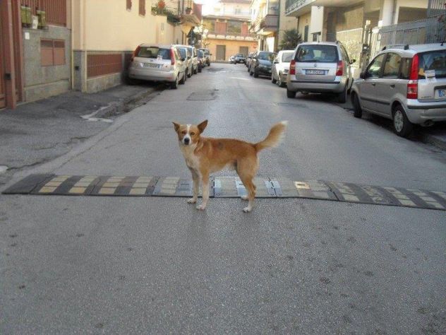 GIACOMINO, dolce cagnolino in pericolo - Foto 4