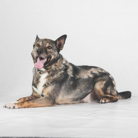 MILAGRO, cane buonissimo, abbandono estivo - Foto 3
