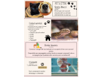 Pet sitter Imola