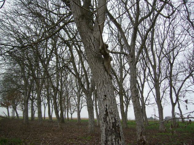 alberi di noce - Foto 4