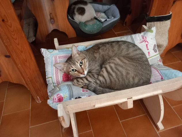JAMES dolce micio in adozione! - Foto 7