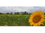 Terreno agricolo in vendita a Marciana - Cascina 30000 mq  Rif: 1337156