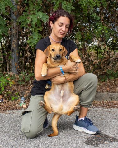 BOBBY, 6 MESI E MEZZO (14/03/26), TAGLIA MEDIA, TROVATO VAGANTE PER LA PIAZZA - Foto 3