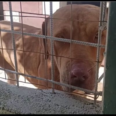 SANSONE MIX DOGUE DE BORDEAUX CANE IN ADOZIONE