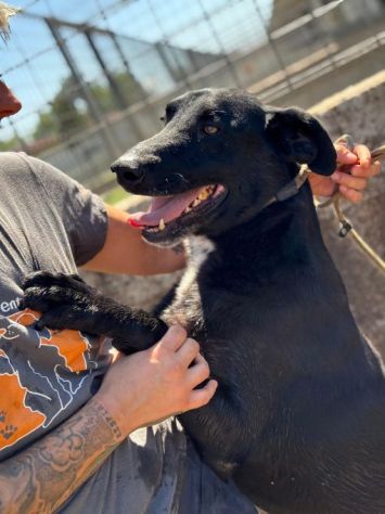 AARON coccolone e amorevole cane in adozione - Foto 6