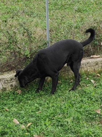 CANE IN ADOZIONE: AARON - Foto 3