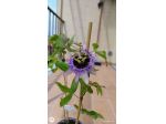 Passiflora Damsel's Delight pianta