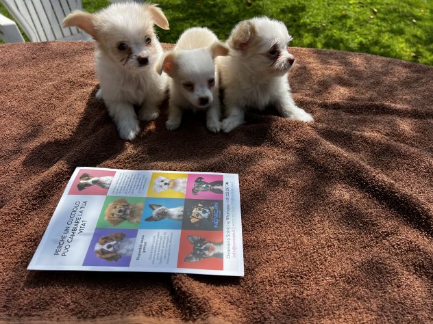 Cuccioli di incrocio Maltese X Chihuahua - Foto 6