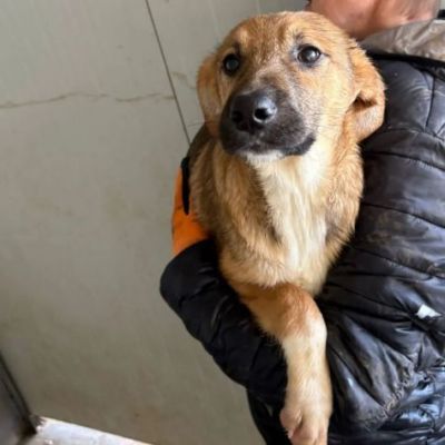 MOCKY un piccolo tenerone, cucciolo in adozione - Foto 4