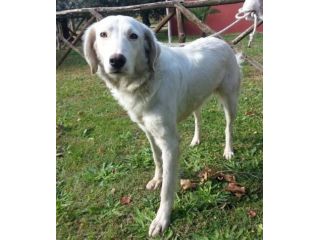 KAJAL, dolce e delicata cagnolina dagli occhi truccati