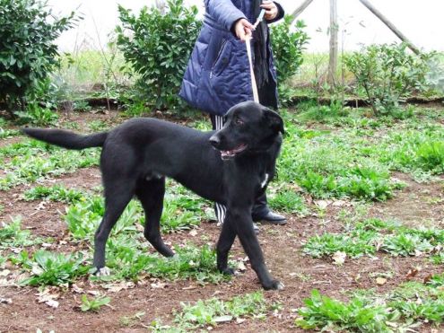 UGO, un cane adatto a tutti - Foto 3