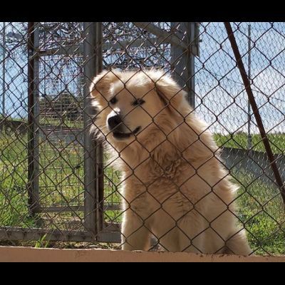 RUNNER cerca casa CANE IN ADOZIONE - Foto 9