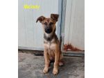 Melody e Bea, dolci cucciole in adozione