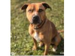 Thy Pitbull 7anni buonissimo in rifugio da 3anni.ROMA