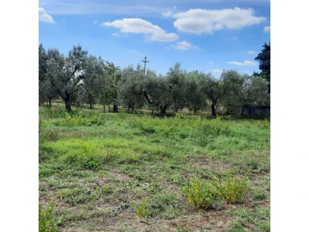 Agricolo in Secondo Stradone Muti - Foto 10