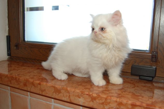 Cuccioli di gatto persiano - Foto 6