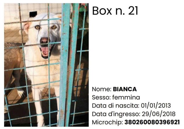 BIANCA 12 ANNI TAGLIA MEDIA GRANDE - Foto 4