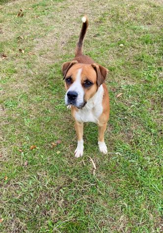 NADIR SIMIL BOXER SOCIEVOLE EDUCATO CANE IN ADOZIONE - Foto 8