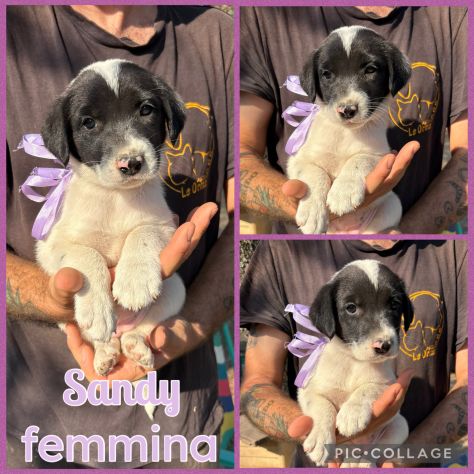 Regalo cuccioli - Foto 2