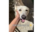 Splendida EDWIGE SIMIL LABRADOR CANE IN ADOZIONE