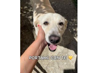 Splendida EDWIGE SIMIL LABRADOR CANE IN ADOZIONE
