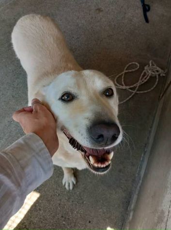 Splendida EDWIGE SIMIL LABRADOR CANE IN ADOZIONE - Foto 5