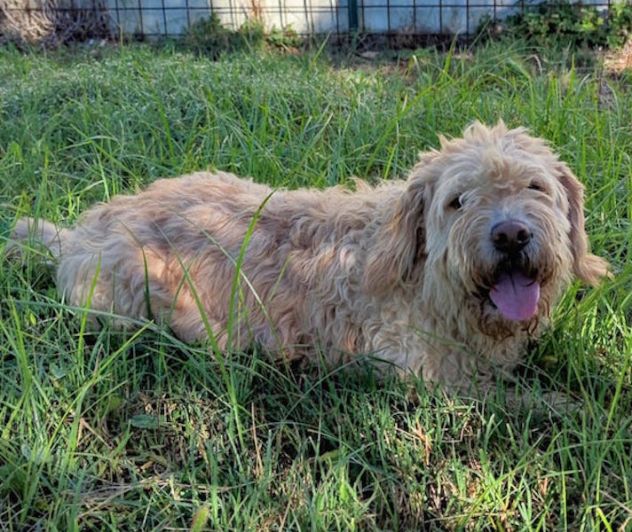 Trullo lagotto - Foto 2