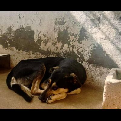 ZAPATA RASSEGNATO ALLA FORZATA R3CLUSIONE, CANE IN ADOZIONE - Foto 3