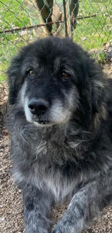 Mix Caucaso 9anni TUTTI DI CANILE!! HELP ROMA