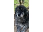 Mix Caucaso 9anni TUTTI DI CANILE!! HELP ROMA